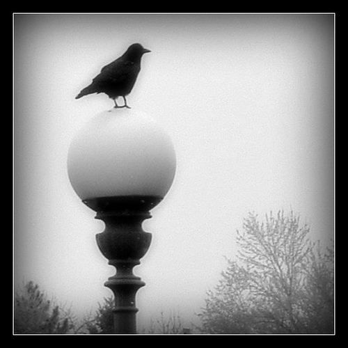 'morning crow' by sbpoet